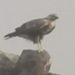 Profile photo of حسام مراد